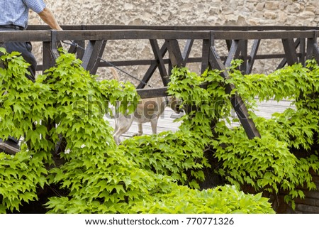 creepers on a wooden bridge, note shallow depth of field