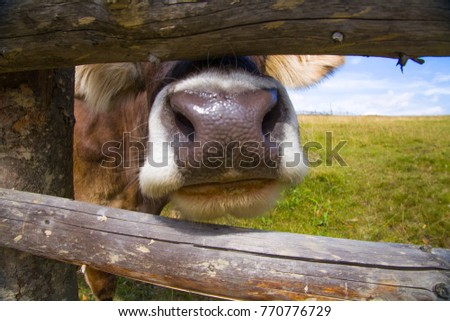 The cow pokes its nose through a wooden fence. Curious cow nose on a meadow