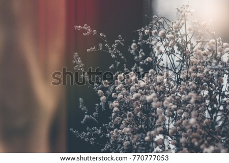 white flowers. Soft focus. Spring flowers background