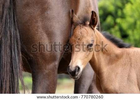 Cute head shot of buckskin quarter horse filly foal looking at you next to her smokey black quarter horse mare or dam on a green background.