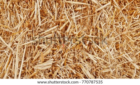 Rice straw background Royalty-Free Stock Photo #770787535
