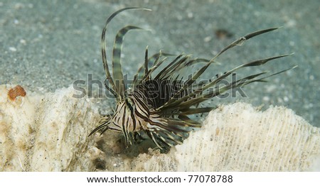 Juvenile Lionfish, picture taken in south east Florida.