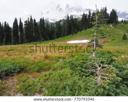 Summer in Mount Rainier with some snow remaining on the top of the area