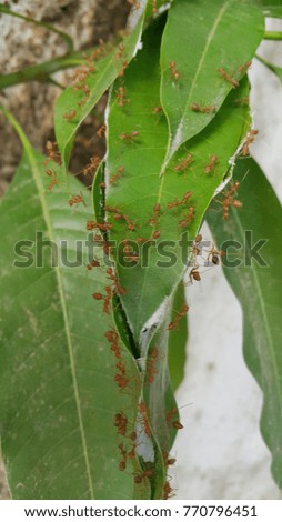 red ant on mango leaves