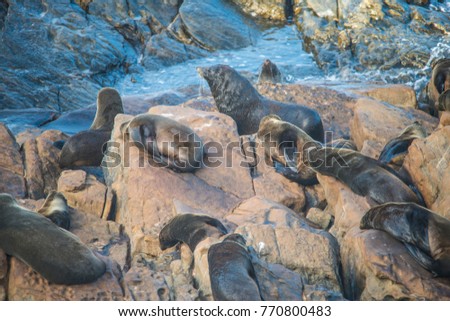 Australian fur seals on rocks at the most southerly point of Kangaroo Island, South Australia.