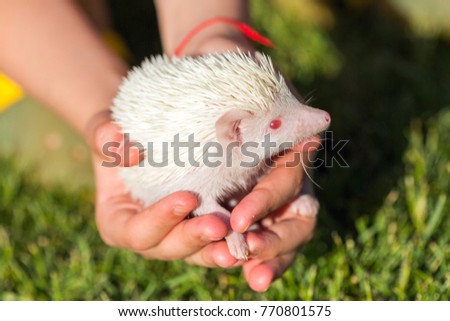 Person African Pygmy Hedgehog in hands.