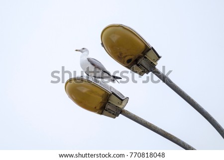 Seagull on the lamp 1