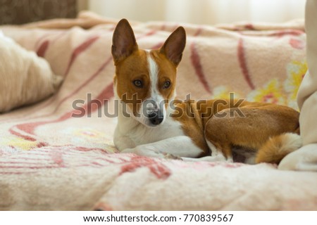 Portrait of Basenji dog having rest on a sofa