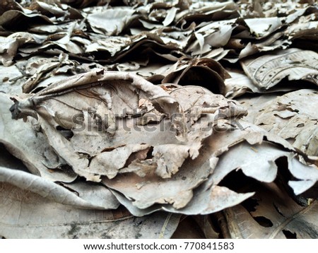 Soft focus Dry leaves background,Dried leaves