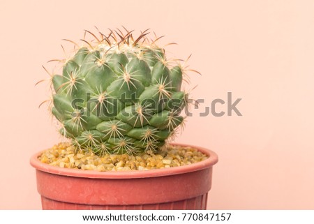 cactus closeup on brown background