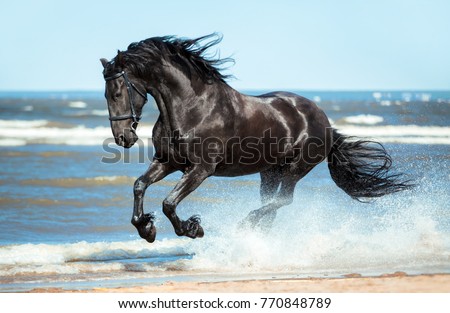 black Friesian horse runs gallop on the water on the coast Royalty-Free Stock Photo #770848789