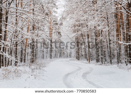 road in a beautiful winter snowy pine forest.