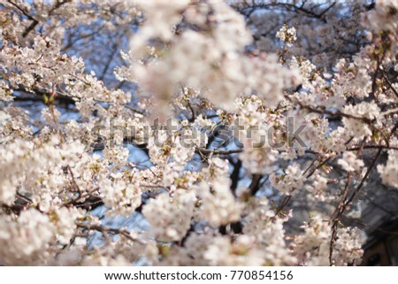 flower of sakura close up in japan. background.