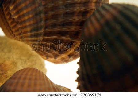 macro image of shells