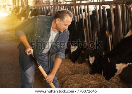 Male farmer who is feeding beasts at the cow farm.