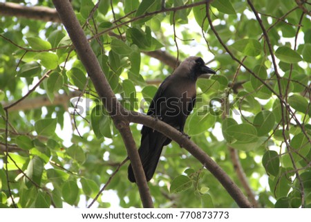 Crow on tree branch 