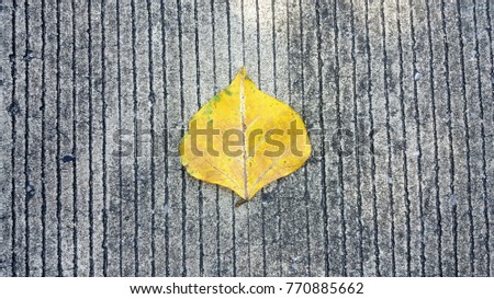 Isolated yellow leaf on black concrete floor. Idea for background.