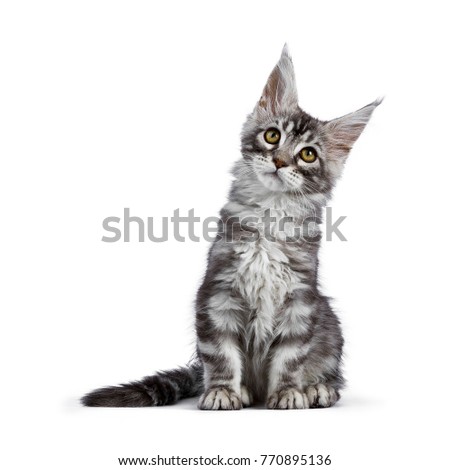 Black silver tabby Maine Coon cat kitten sitting isolated on white background  looking up
