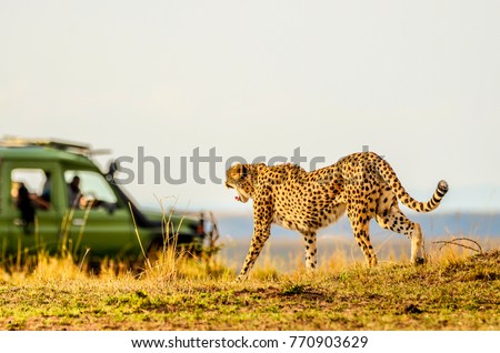 Female adult cheetah walking purposefully yet gracefully across the savannah, watching prey in the distance.Her mouth is open wide, yawning and tail extended.She is oblivious to safari vehicle nearby. Royalty-Free Stock Photo #770903629
