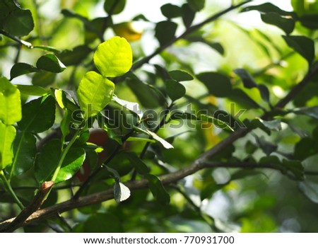 Kaffir lime young leaves, Citrus x hystrix, tropical plants with green leaves rough texture fruits with white flowers. under natural sunlight with outdoor nature bokeh background