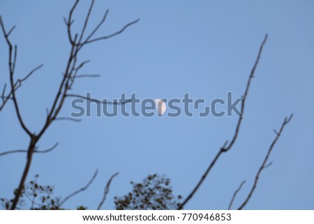 tree    moon   blue