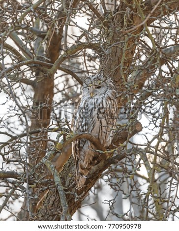  Ural owl (Strix uralensis) 