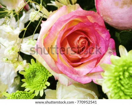 Rose is beautiful