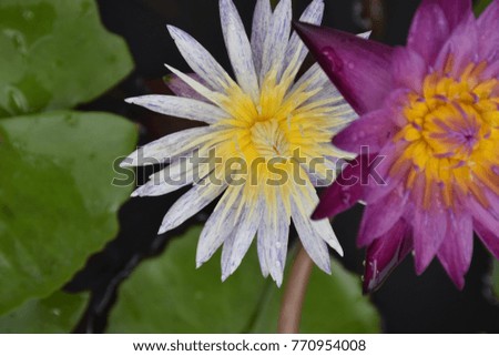 White Lotus and Purple.