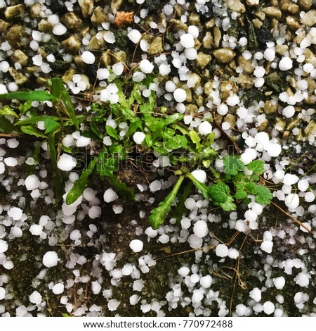 Hail. Frozen little ice balls and green plants. Autumn, winter or spring background. Hail close-up. 