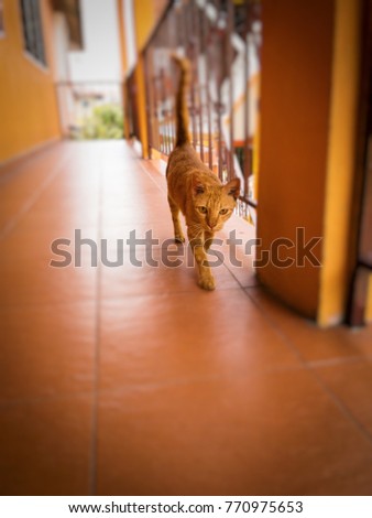 Orange cat walking on the corridor