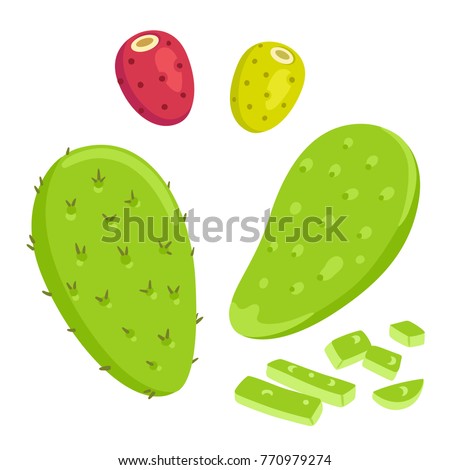 Nopal cactus paddle, peeled and cut, with prickly pear fruit. National Mexican cuisine food ingredient. Hand drawn cartoon style vector illustration. Royalty-Free Stock Photo #770979274