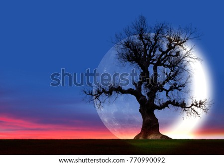 Dead tree with moon "Elements of this image furnished by NASA