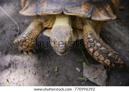turtle near a pond