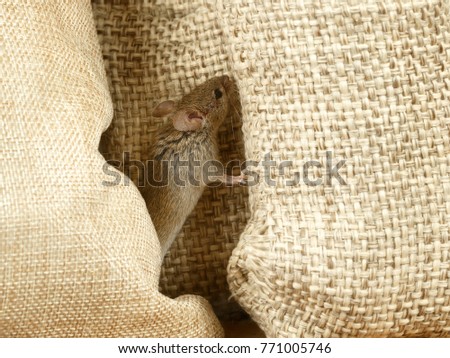 Closeup the vole mouse between burlap in warehouse. Fight with rodents. Royalty-Free Stock Photo #771005746