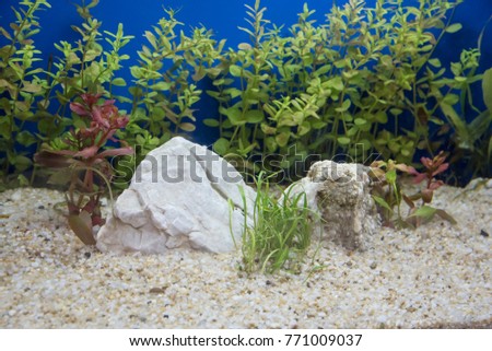 Heavily planted freshwater aquarium on Natural background