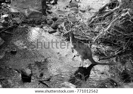 kagaroo on a stream of water