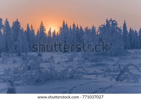 Sundown and sunrises. Winter landscape. Orange sky and silhouettes of trees on the background of heaven. Frosty evening, snow around. North