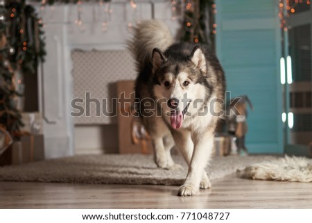 Malamute dog near the Christmas tree. Christmas dog portrait. New year's day