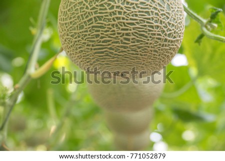 Fresh, fresh melon that is grown in non-toxic greenhouses.