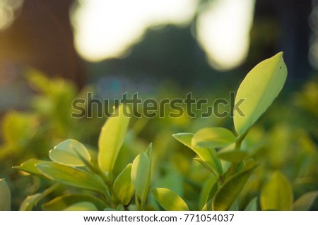 Green trees and leaf greenery bokeh blurred focus as background and Closeup nature view of green leaf on blurred background with copy space using natural greenery plants landscape wallpaper concept. 
