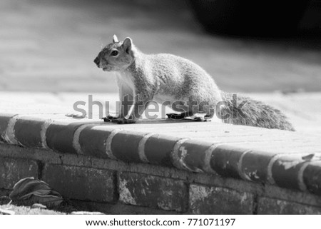 Curious squirrel - black and white