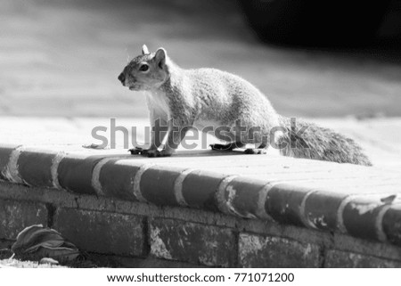 Curious squirrel - black and white