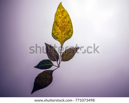 dry leaves of a tree on a white table, autumn colors