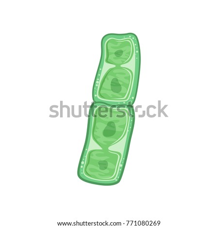 Green plant cells under microscope. Biology concept. Icon in flat style. Flat vector design for medicine infographic, poster or education website