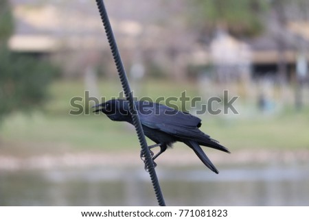 Black raven crow bird perched on a wire over water background.