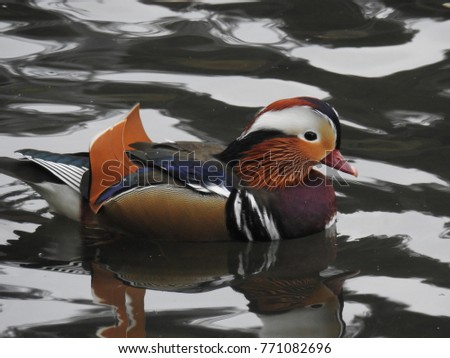The mandarin duck does not only live in China, it is possible to see it at least in autumn in Arosa in Switzerland