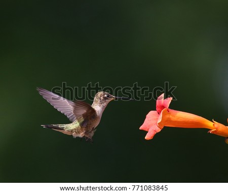 Beautiful hummingbird photo in a natural environment