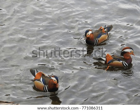 Panic in Lake Arosa in Switzerland, where mandarin ducks, green collars, water hens must cohabit together in autumn before the lake freezes,