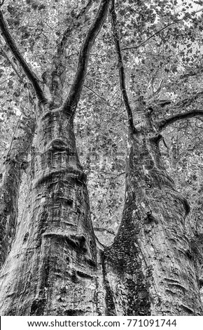 Monochrome fine art graphical outdoor nature image of a large linden / lime tree with a large twin trunk in black and white and dense foliage, symbolic together joint team pair couple twins