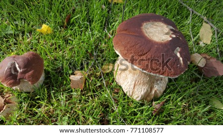 Mushroom hunting forest 